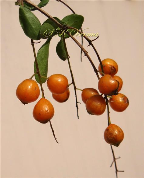  Fruits (Drupes)